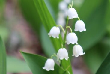 Zoom brut sur le muguet