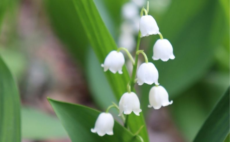 Zoom brut sur le muguet