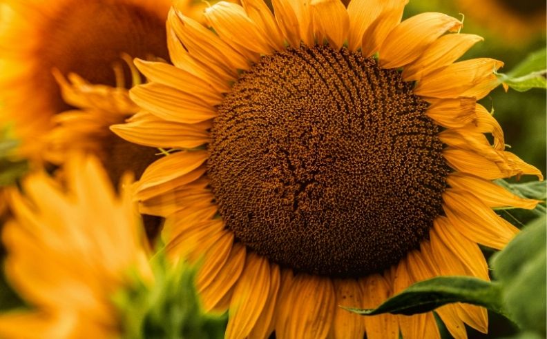 Zoom brut sur un tournesol