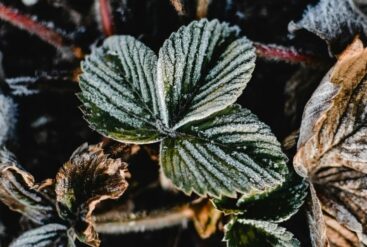 Zoom brut sur des feuilles gelées