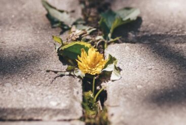 Fleur jaune qui pousse entre deux dalles de béton