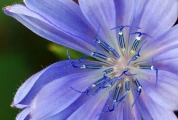 Zoom brut sur une fleur de bleuet