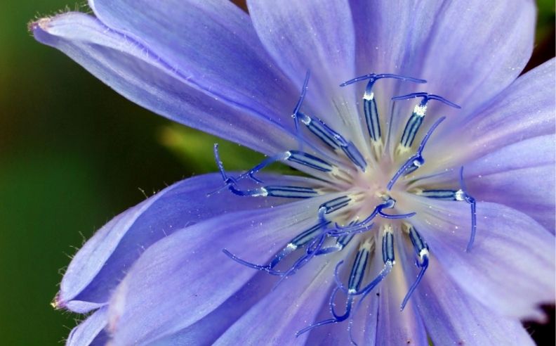 Zoom brut sur une fleur de bleuet