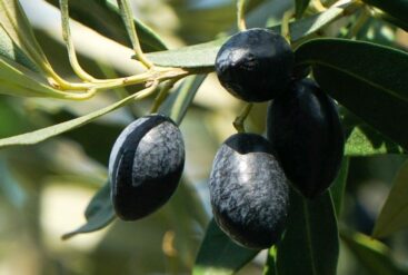 Zoom brut sur des olives noires d'un olivier