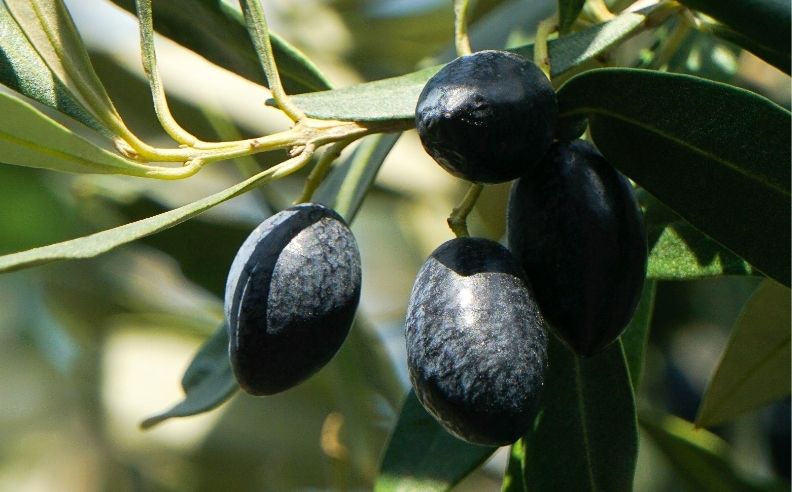 Zoom brut sur des olives noires d'un olivier