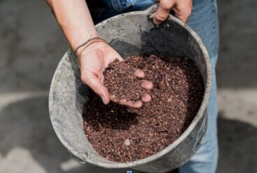 Comment tirer profit des pépins de raisin ?