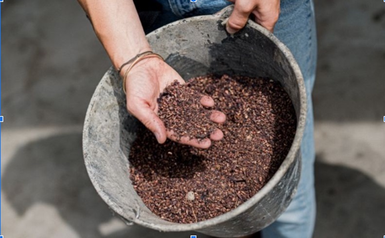 Comment tirer profit des pépins de raisin ?