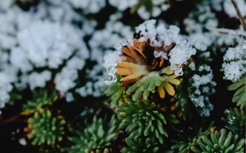 Zoom brut sur des plantes enneigées