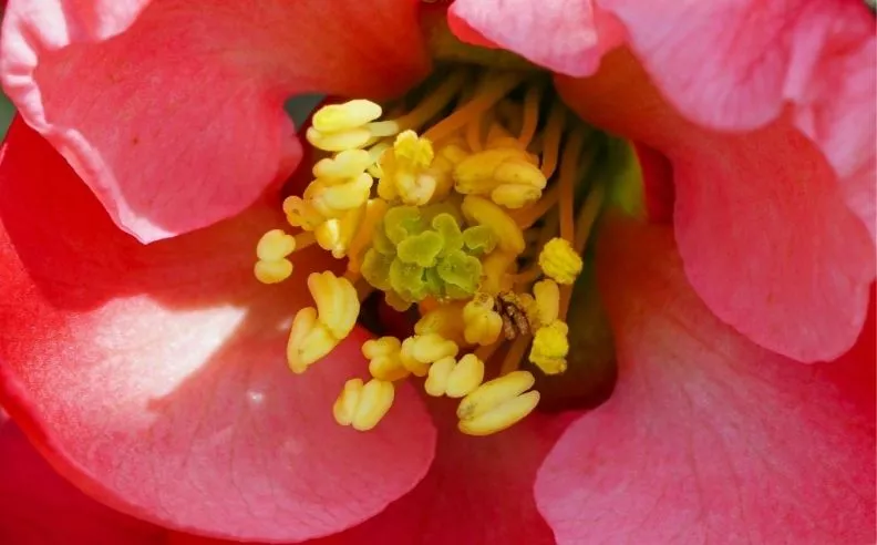 Zoom brut sur le chaenomeles