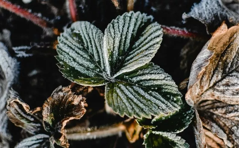 Zoom brut sur des feuilles gelées