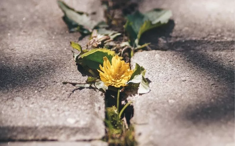 Fleur jaune qui pousse entre deux dalles de béton