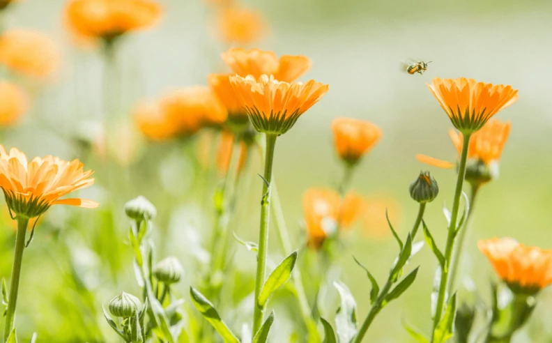 Macérât huileux de Calendula : bienfaits en cosmétique naturelle - Matière  Brute Lab