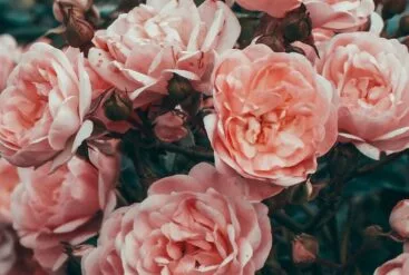 Eaux Florales: De la Rose au Géranium Rosat