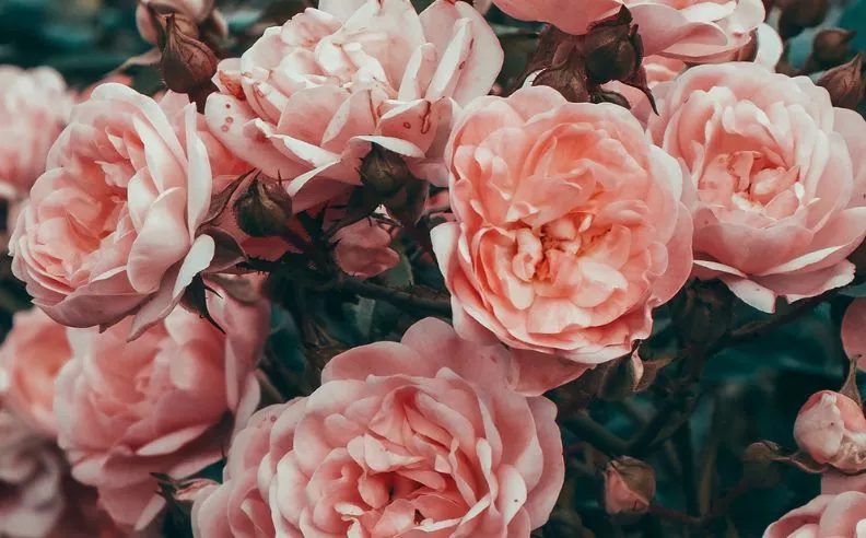 Eaux Florales: De la Rose au Géranium Rosat