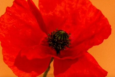 Les Bienfaits surprenants du Coquelicot : Un allié naturel pour la peau ! 