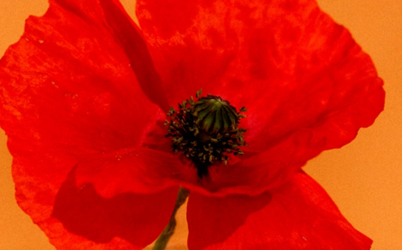 Les Bienfaits surprenants du Coquelicot : Un allié naturel pour la peau ! 