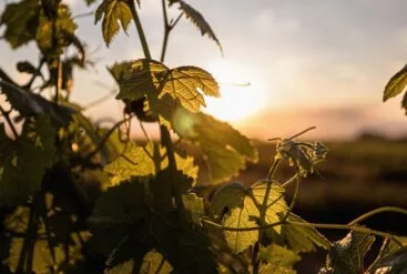 Cure régénérante naturelle pour la peau