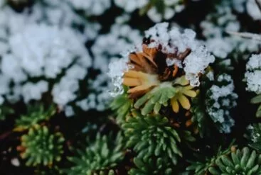 Zoom brut sur des plantes enneigées